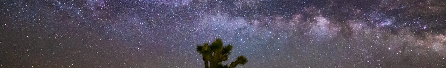 Bild av Joshua Tree framför stjärnhimmel